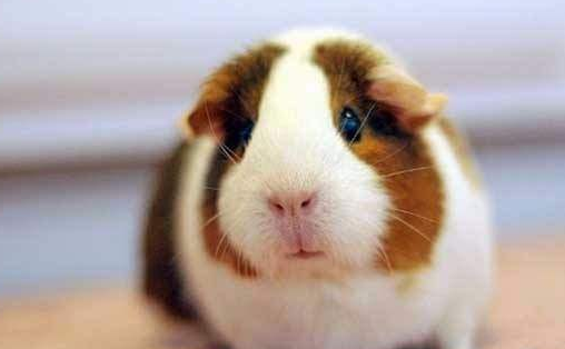 原创盘够了猫猫狗狗没关系有的是可爱的萌货等你盘小宠了解一下