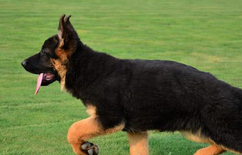 原创每天给牧羊犬讲道理会发生什么看这只德牧的表情就知道了