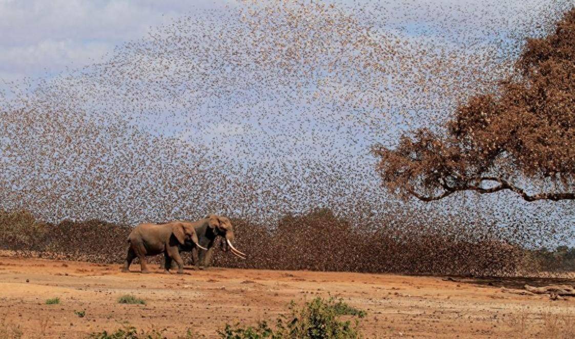 这是否预示着某种自然秩序的倒转?据外媒报导