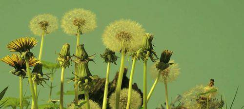 最新版下载安装;专业 3d三维建模,动画及渲染软件下载安装教程_蒲公英