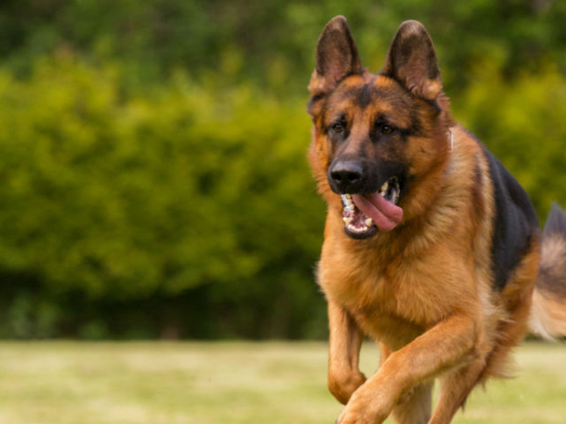 原创每天给牧羊犬讲道理会发生什么看这只德牧的表情就知道了