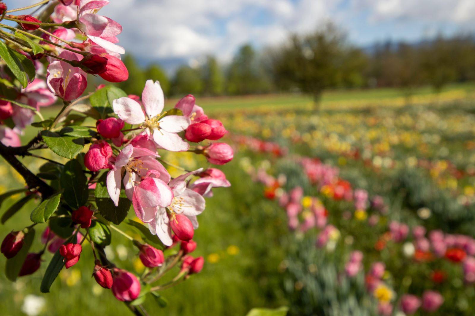 的花海_植物园_garden