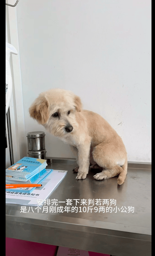 原创一只流浪狗躲在路边偷偷看人怯生生的眼神害怕又渴望好心疼