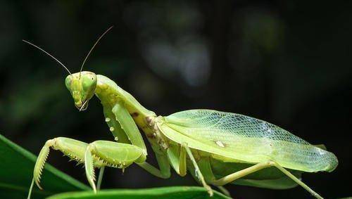 原创原创螳臂当车小鸟竟张开翅膀拦截拖拉机