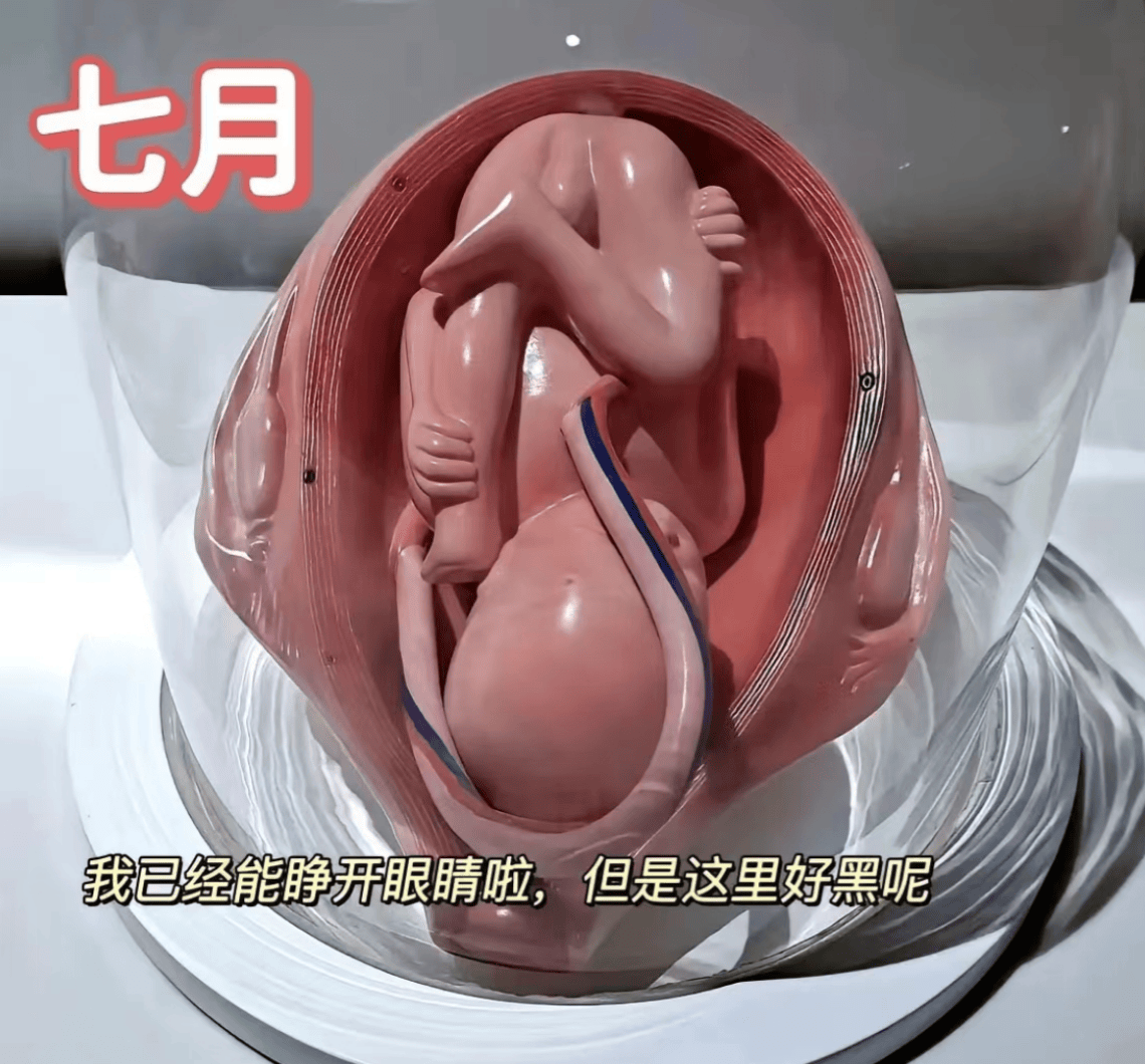胎儿1到10个月的发育过程图,更加真实的感受胎儿的成长变化