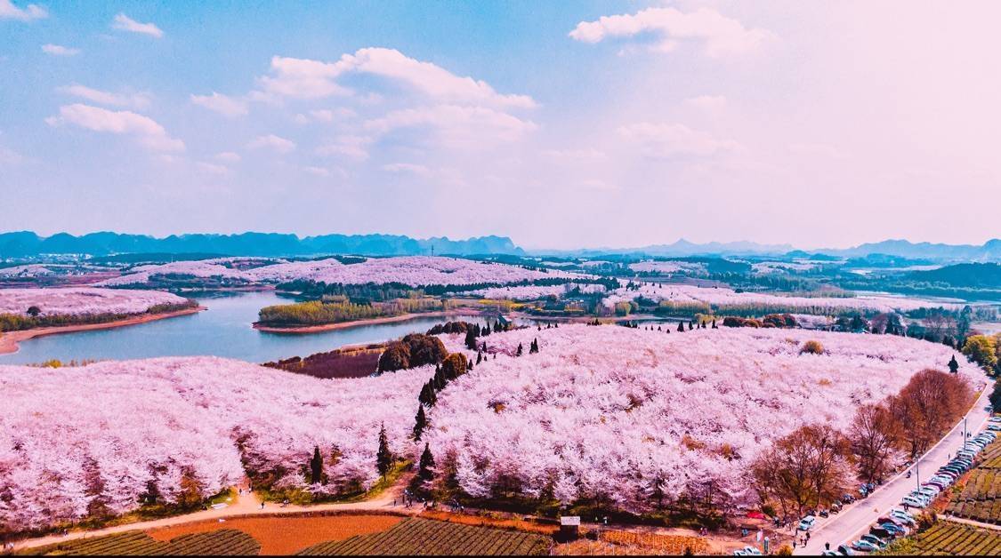 平坝樱花攻略世界上最大樱花基地实用旅游攻略分享经典详细图文版
