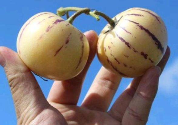 经常吃人参果,4个好处或会悄然而至,但有3类人不能"随便吃"_人体_食用