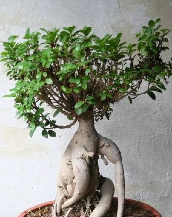 适合放在家的3种观赏榕树大气高级又好养朋友买了很好看