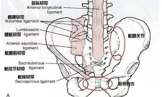 骶髂后韧带图片