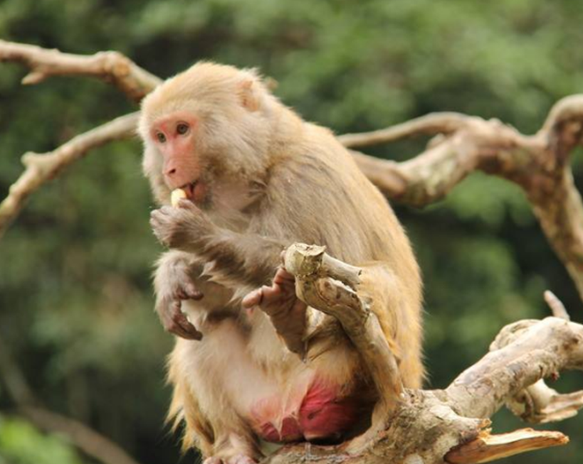 猕猴_景区_猴子