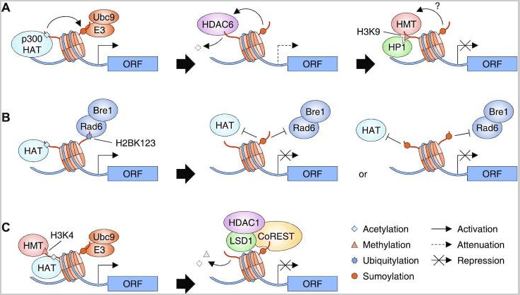 神奇的遗传画笔组蛋白的其他修饰方式