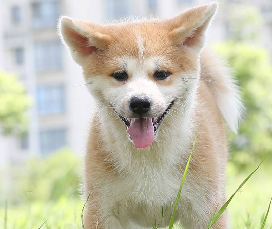 秋田犬在饲养的时候需要注意哪些问题?