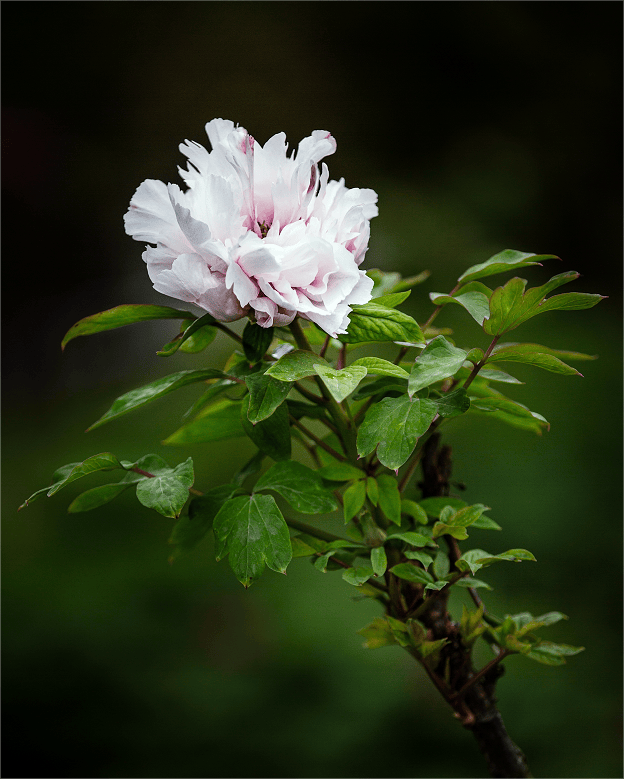 2024彭州盛世牡丹苑赏花攻略(时间 地点 票价)