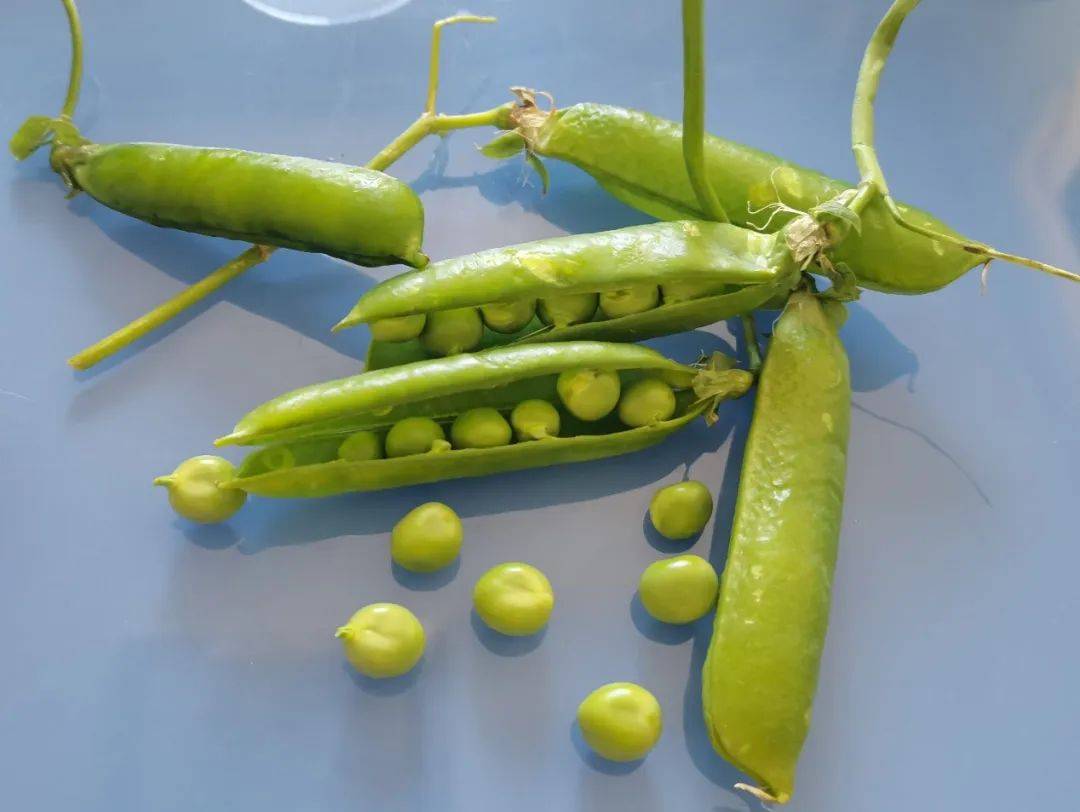 豌豆_含量_纤维