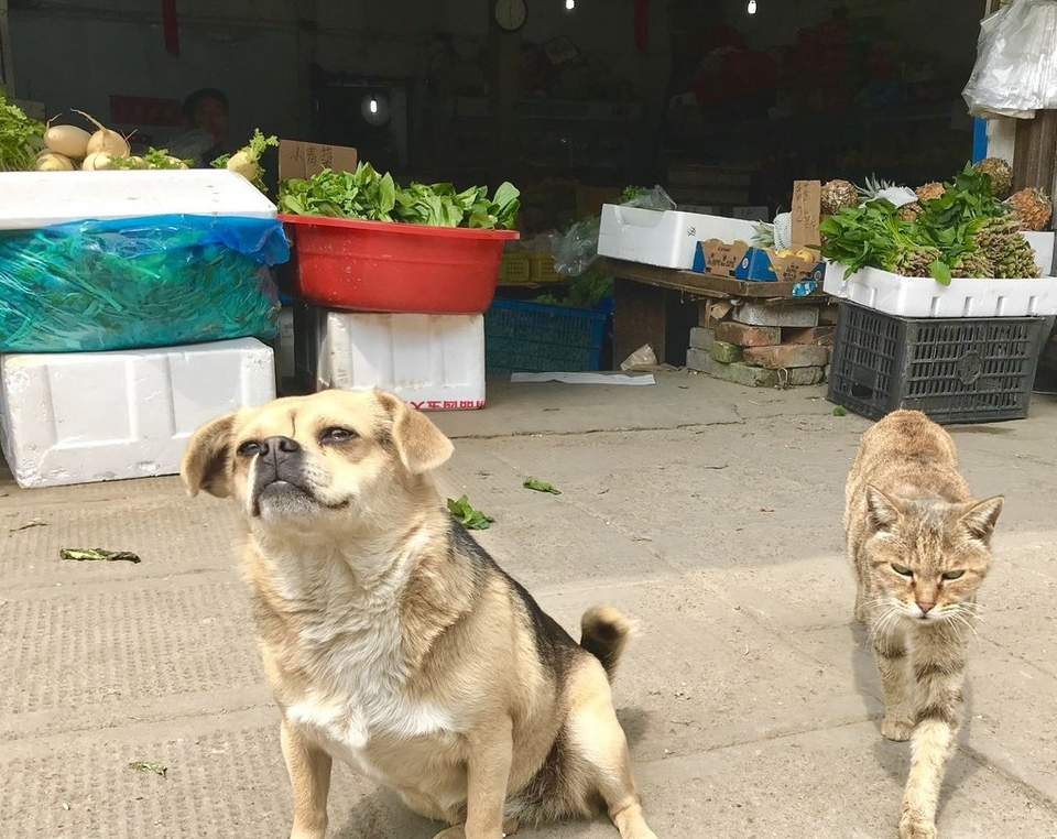 流浪狗被收养后会有3个异常表现饲主需要耐心应对