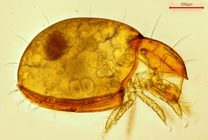 动物中的小超人土壤的守护者