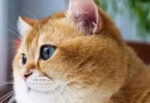 十个橘猫九个胖还有一个压塌炕橘猫是怎样变成猪的