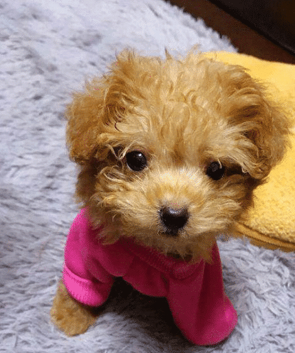 买了一只茶杯泰迪给父母半年后父母要送人这狗越长越大了