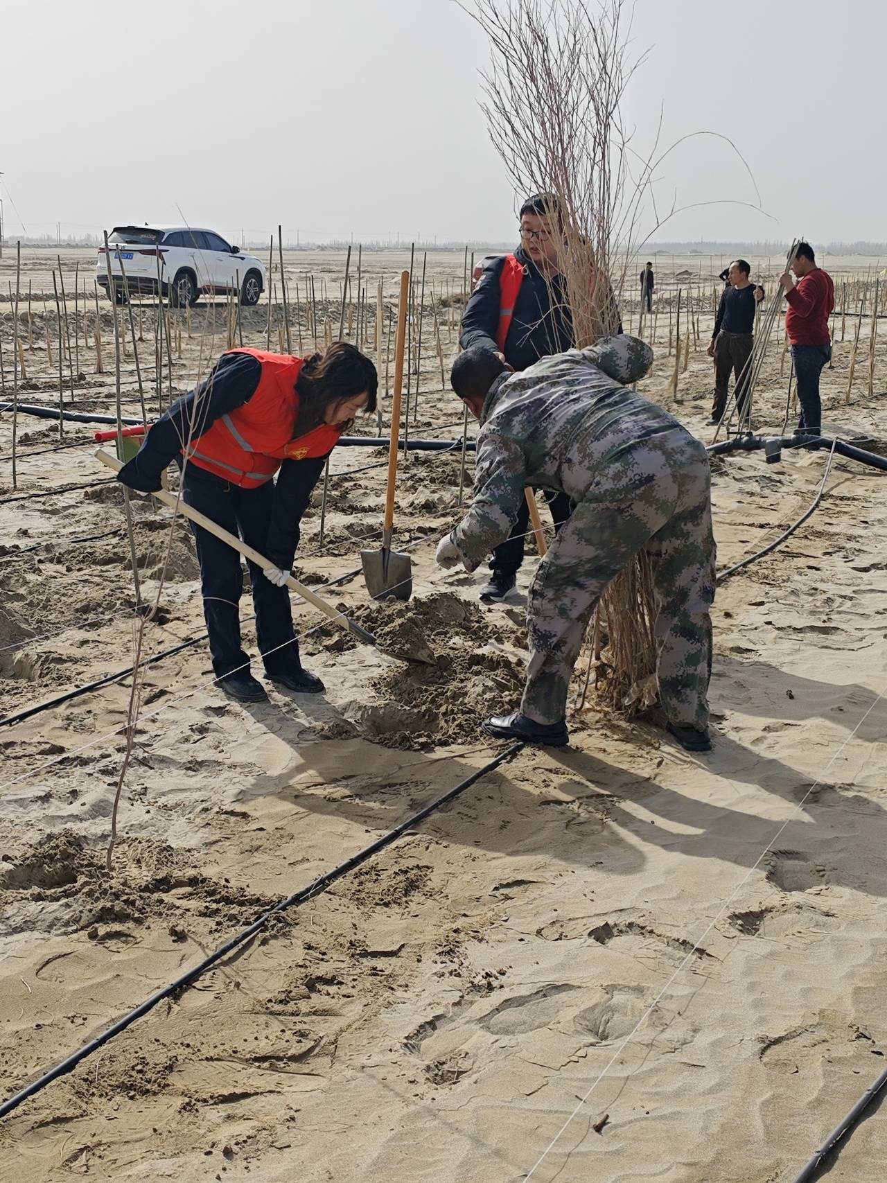 "植"此新绿,守护美丽家园|新疆电信人沙漠种树特别活动