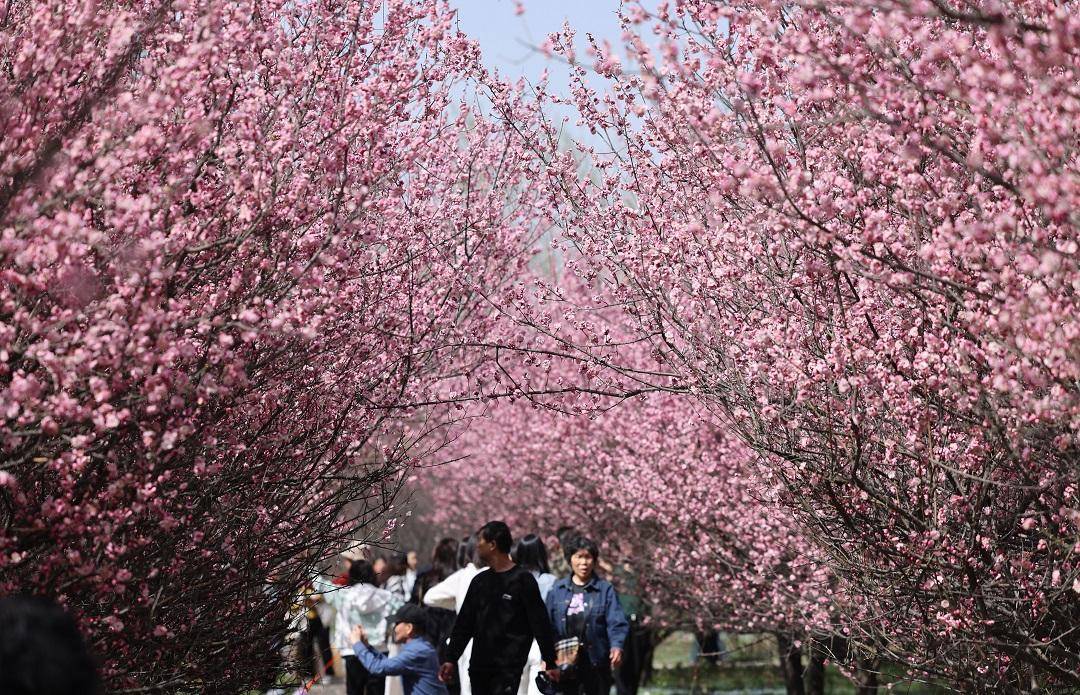 春至古城西安 赏梅正当时_梅花花_雷伟东_市民