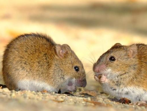 原创兽类是哺乳动物是我们最为熟悉动物它们与人类的关系极为密切