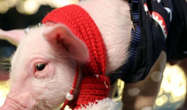 原创在4月初大金猪将天降鸿福财源滚滚而来你还在等吗