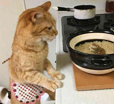 网友:想偷_猫咪_小奶_大神