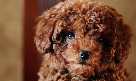 这样饲养泰迪,是在"刑罚"它,快点改正吧!_狗狗_骨头_乳糖