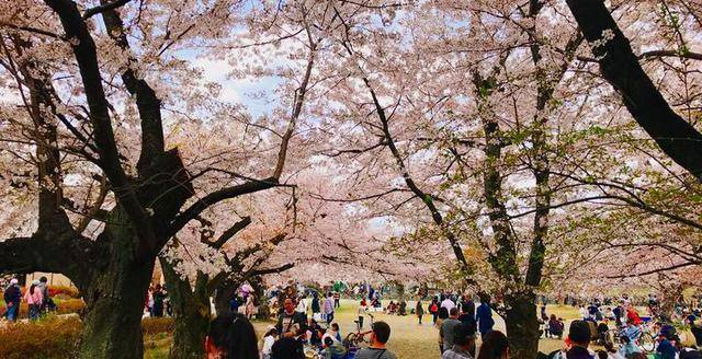 每每说起岚山时,照片中总是会出现渡月桥的身影,渡月桥简直就是象征着