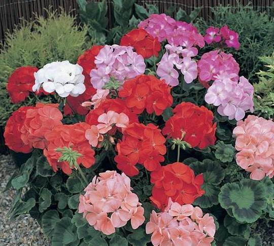 这几种花的花期特别长开花后也非常好看特别适合在家里养