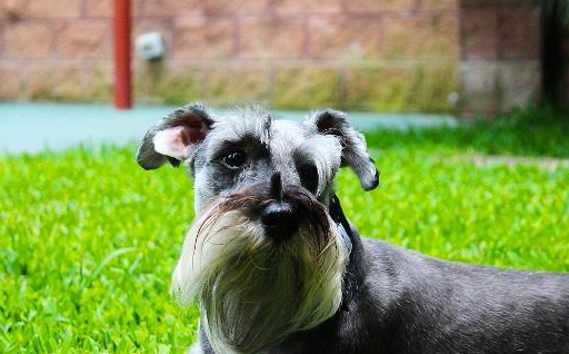 长相很像小老头的雪纳瑞不爱掉毛的,但这些缺点却让人难以忍受_狗狗_