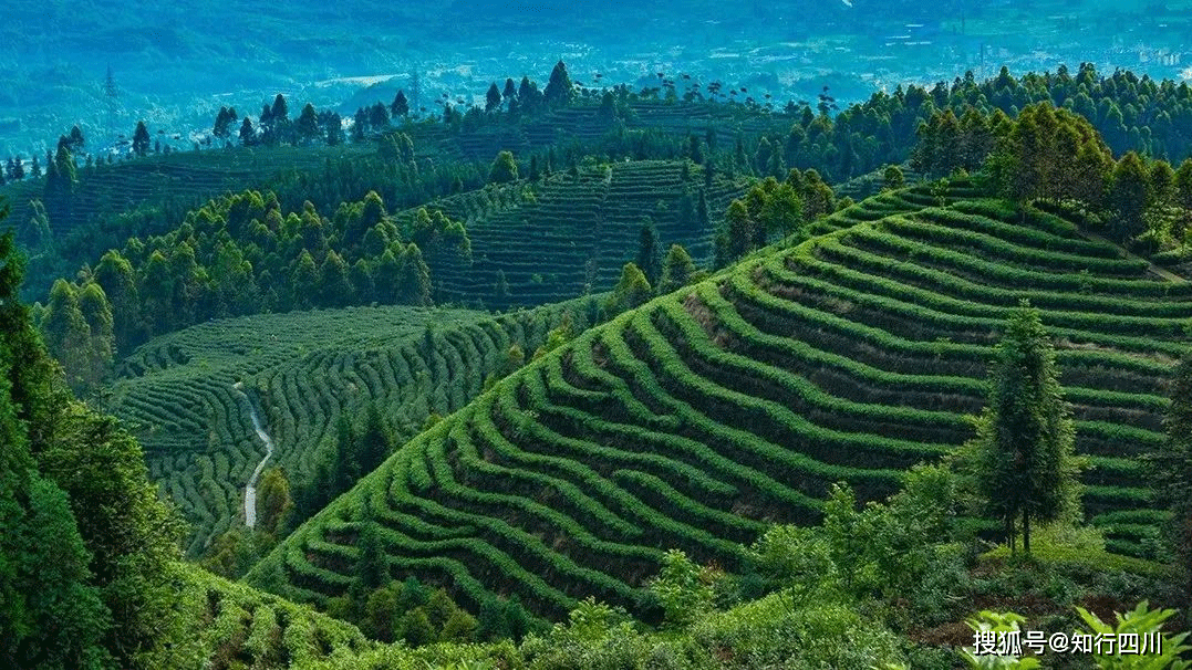 乐山茶园图片