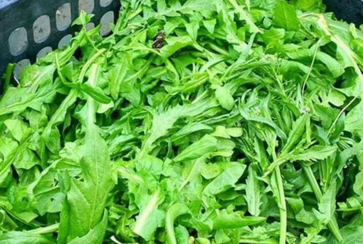 阳春3月,白菜韭菜靠边站,这5种"宝藏"野菜记得吃,错过等一年