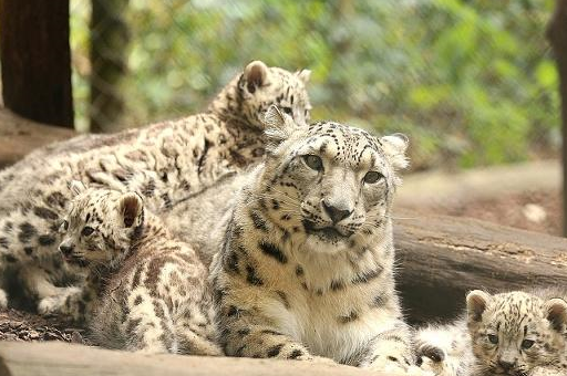 原创雪豹国家一级保护动物善于隐藏图4的雪豹太难找了