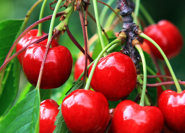 果农:别傻傻分不清,白上当_进口_水果_价格