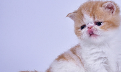 原创2岁加菲猫难过不吃饭只因为被主人遗弃幸好有这样的结果