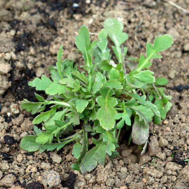 在农村,三月常见的5种野菜,曾是"野菜之王",你吃过几种呢?