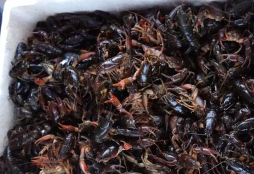 被误认为是小龙虾50元一斤没人买内行人花500元全包圆