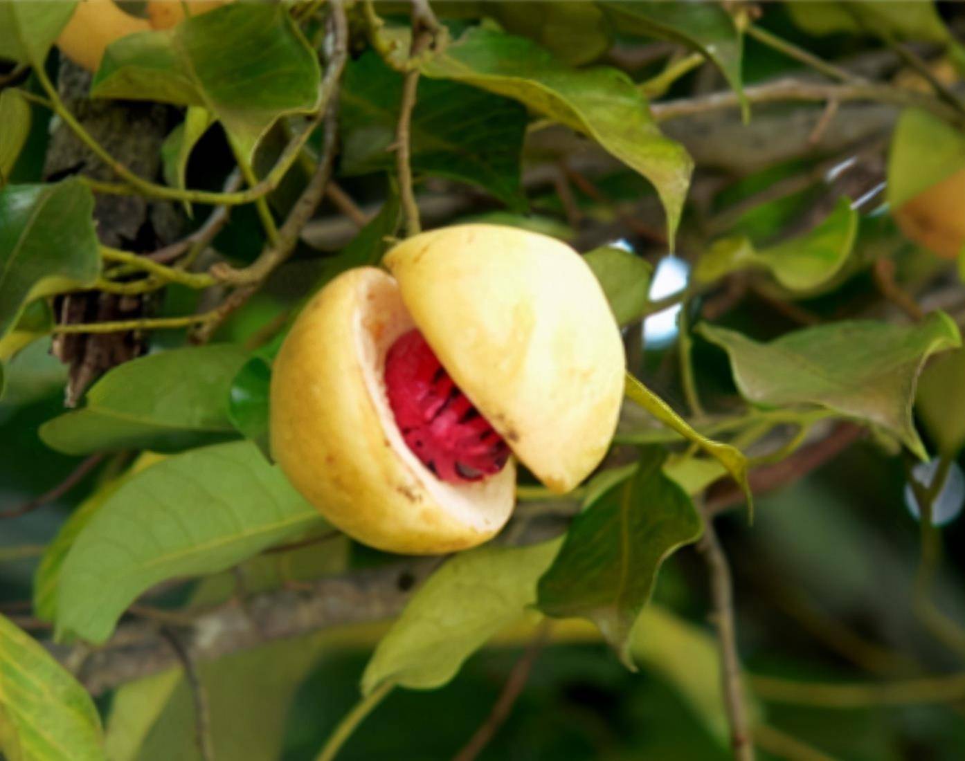 原创古代历史中为何要将13岁少女称为豆蔻年华豆蔻代表着什么