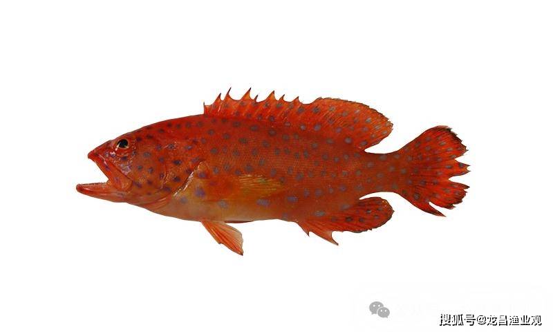 24种石斑鱼简介附带高清大图有心人已经收藏了