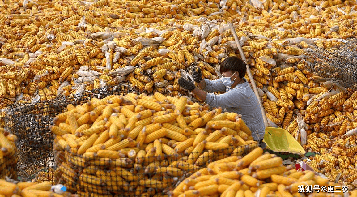 原创一夜上量破千玉米价格大变携手下跌3月22日玉米报价