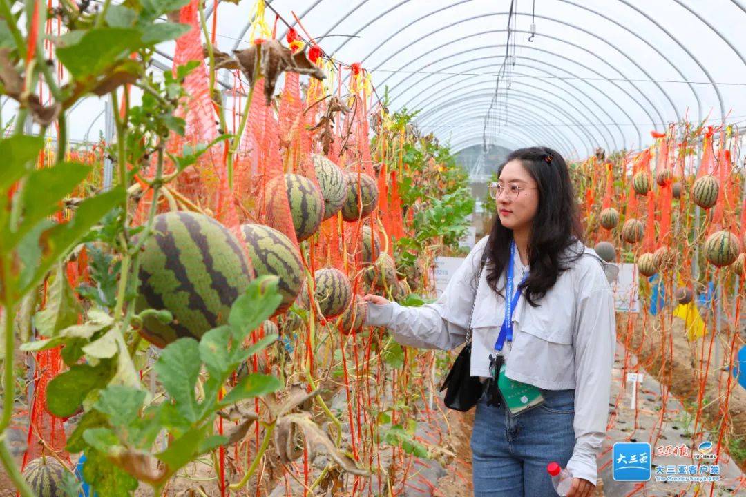 这些"宝贝"亮相啦~_品种_三亚_嘉宾