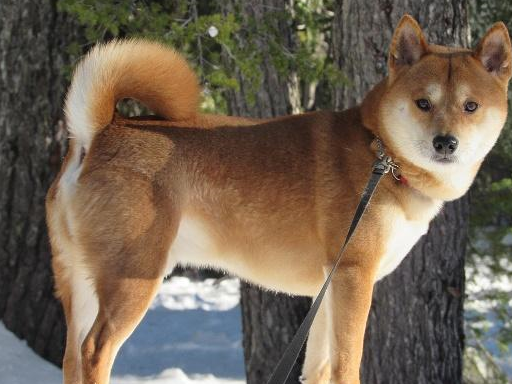 原创新手别买错了老手也要注意柴犬和中华田园犬的明显差别