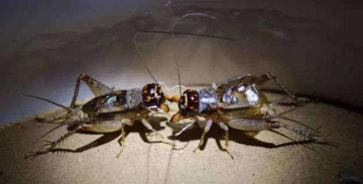 原创山东蟋蟀经济一个小镇几十天有超过6亿资金在当地流动