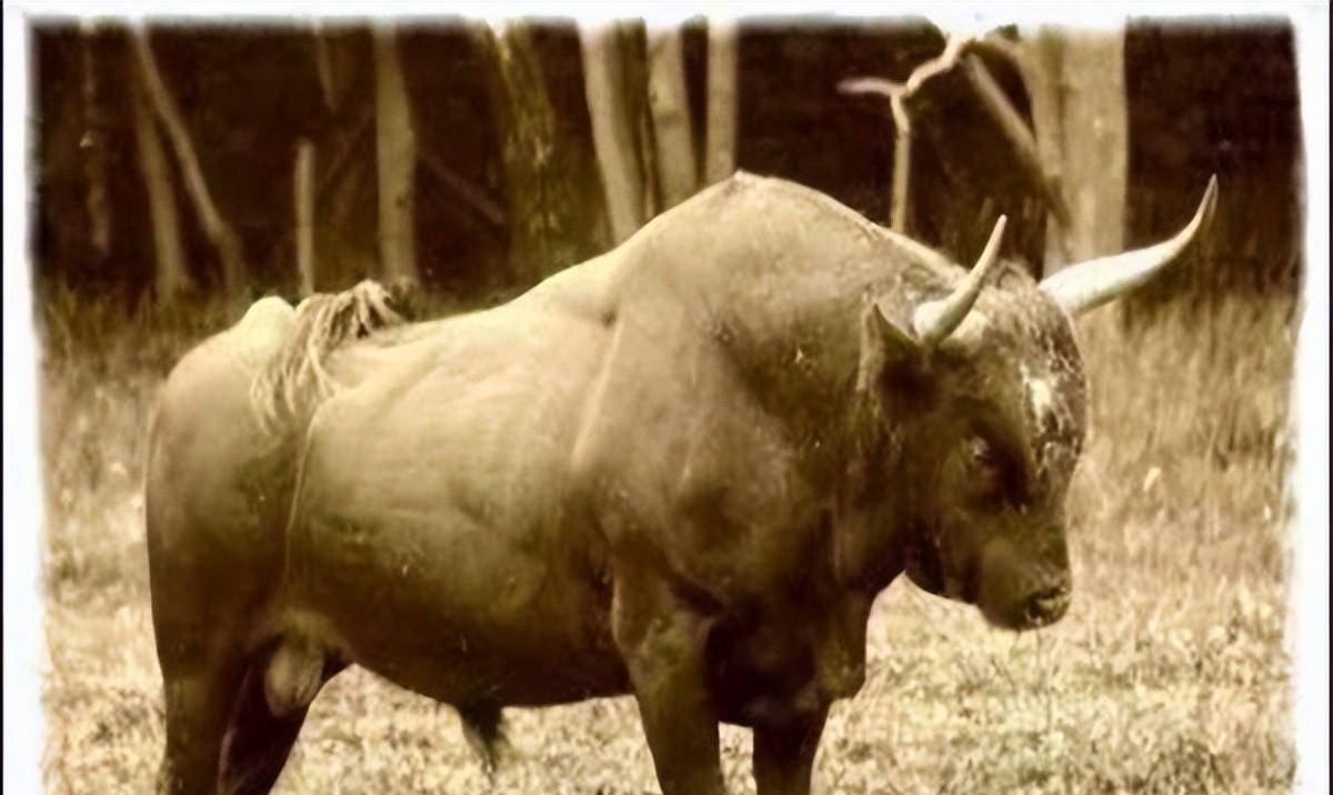 神兽,现代没有人见过,甚至让它们都成了传说_欧洲狮_阿特拉斯_棕熊