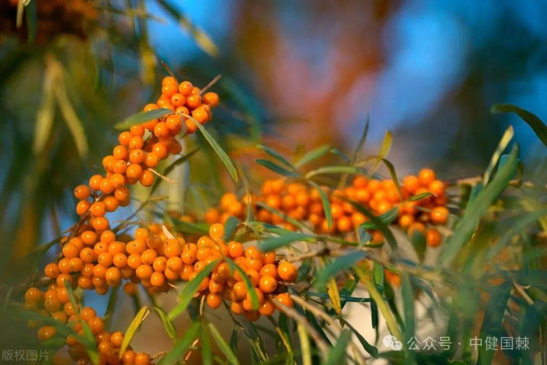 能喝一辈子!沙棘不火就真没天理了,我决定转了_人体_功能_免疫力