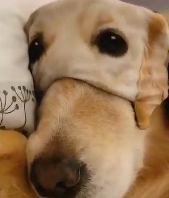 原创如你所见哈士奇依旧犯二金毛精的出奇