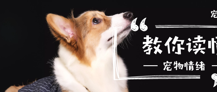 又可爱又听话懂事的狗狗哪里找这些狗狗是最好的选择