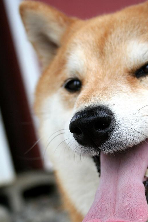 建议各位在柴犬3个月以后再精心挑选,到了3个月小土狗中华田园去一眼