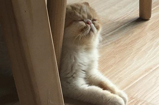 喵寓的第一只主子:肆爷来啦!_表情_因为_感觉